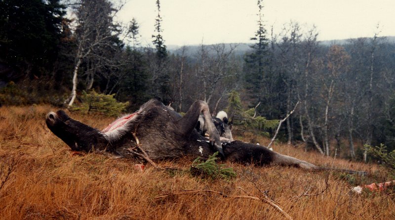 1985 okse_2.jpg - Oksen ble vommet ut og lagt igjen på fallstedet over natta for frakt dagen etter